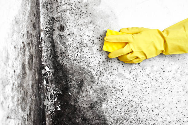 Best Post-Flood Mold Remediation in Camp Barrett, VA
