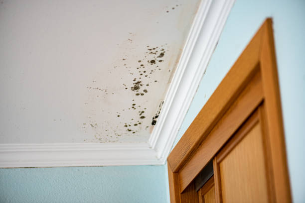 Best Insurance-Related Mold Remediation in Camp Barrett, VA