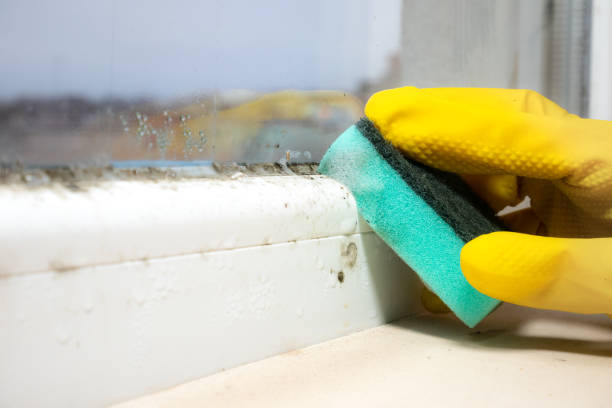 Best Health and Safety Mold Remediation in Camp Barrett, VA