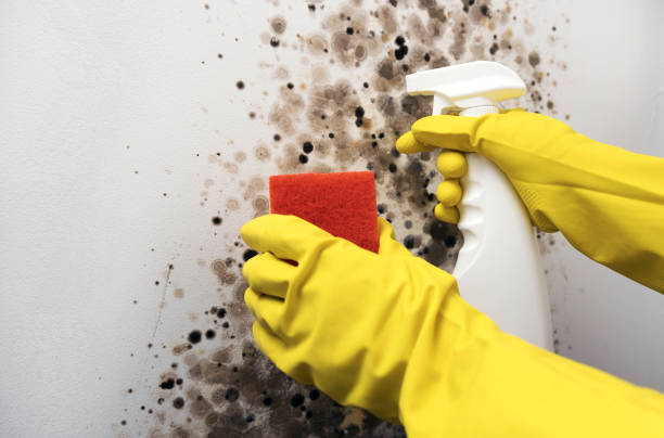 Best Attic Mold Remediation in Camp Barrett, VA