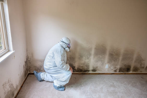 Best White Mold Remediation in Camp Barrett, VA