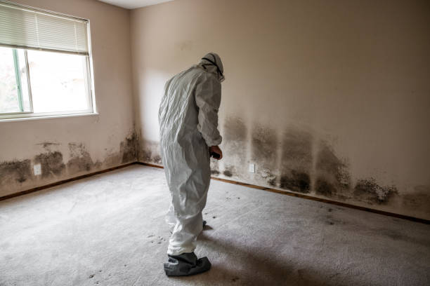 Best Basement Mold Remediation in Camp Barrett, VA
