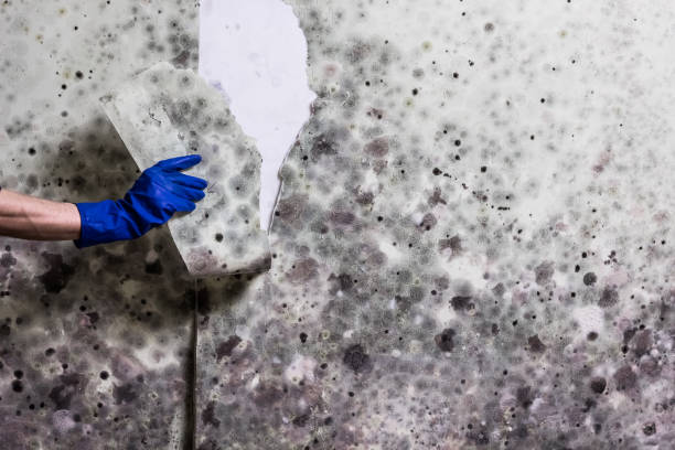 Best Kitchen Mold Remediation in Camp Barrett, VA