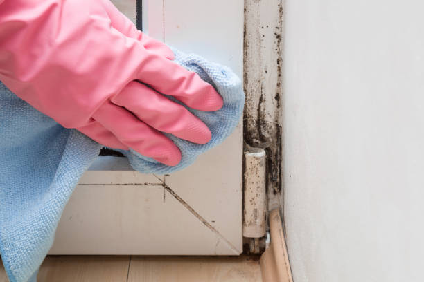 Best Emergency Mold Remediation in Camp Barrett, VA