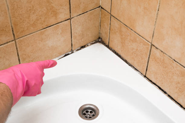 Best Bathroom Mold Remediation in Camp Barrett, VA