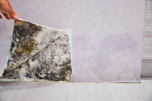 Best Commercial Mold Remediation in Camp Barrett, VA